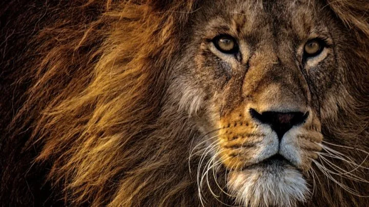 Où trouver Mufasa : Le Roi Lion en streaming ?