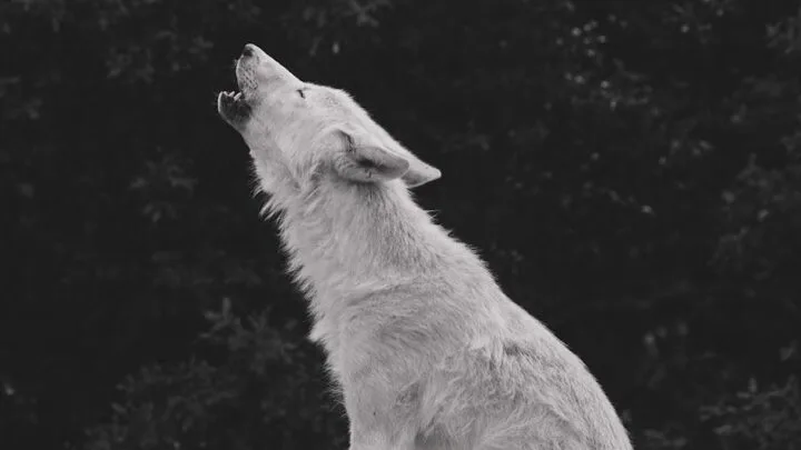 Teen Wolf en Streaming : Options VF et VOSTFR