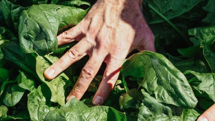 Alimentation saine : les clés d’une vie équilibrée