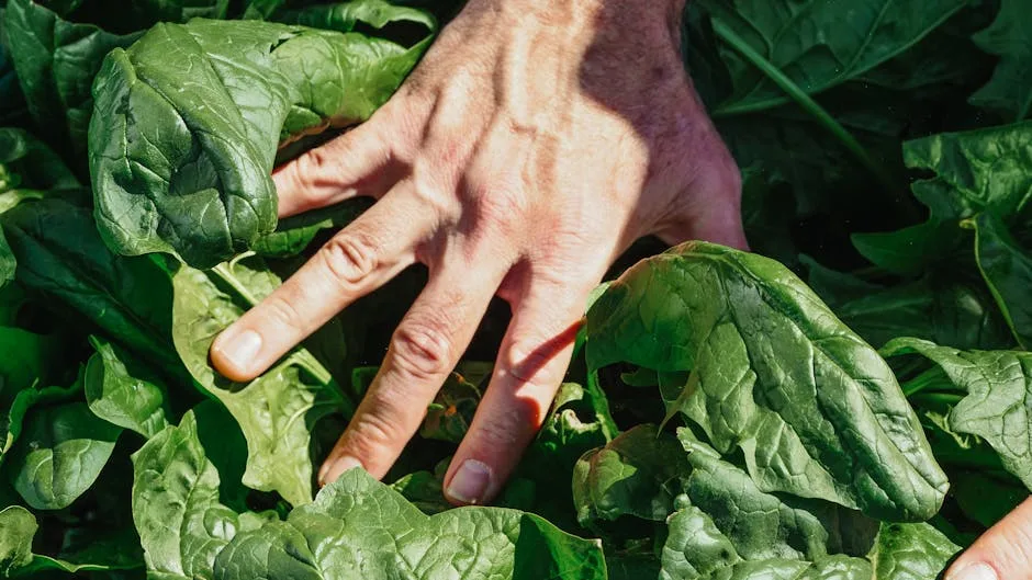 Alimentation saine : les clés d’une vie équilibrée
