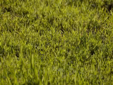 La Grama, l'herbe la plus utilisée - Partie I