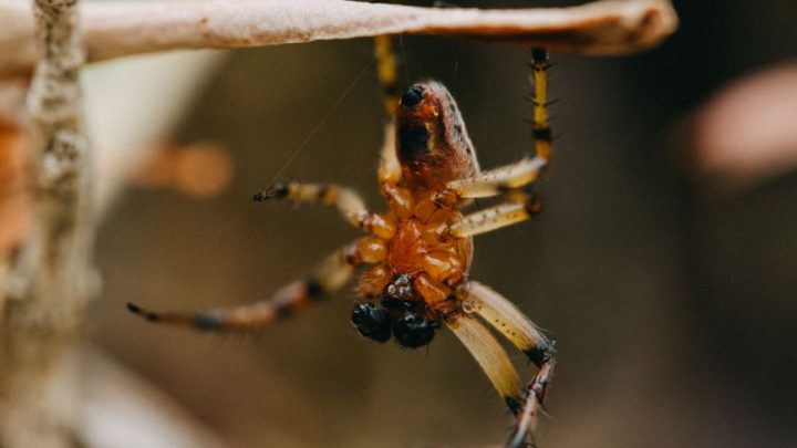Camping en Ariège : ce que huit saisons en pleine nature m’ont appris sur la logistique