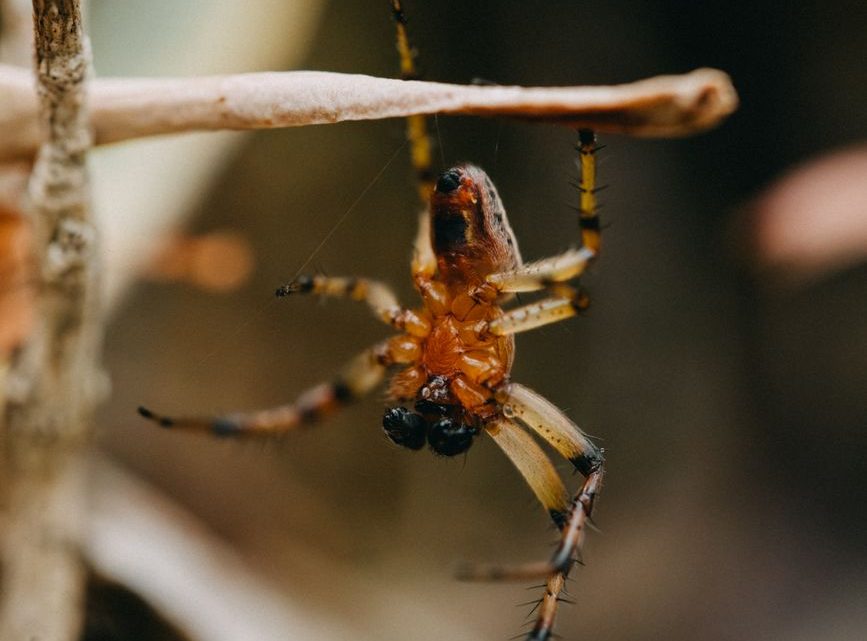 Camping en Ariège : ce que huit saisons en pleine nature m’ont appris sur la logistique